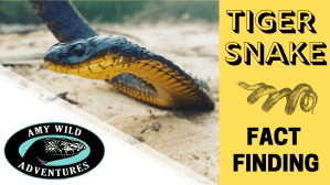 Youtube: Amy Wild Adventures