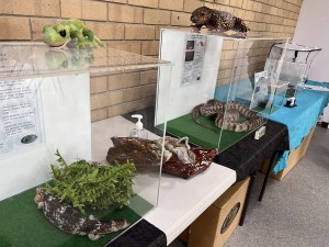 Reptile display